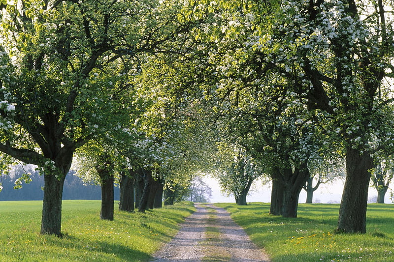 Pear-trees-and-road, road, trees, green, silence, HD wallpaper