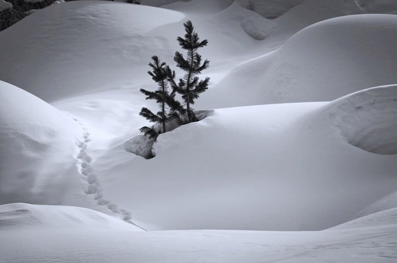 Footsteps in the snow, Footsteps, snow, winter, cold, HD wallpaper