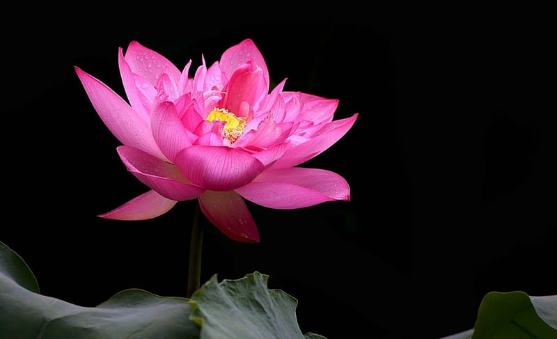 Lotus, flower, pad, pink, HD wallpaper