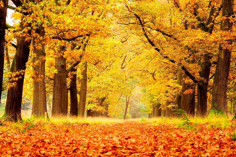 Autumn gold, autumn, golden, bonito, park, trees, foliage, forest, fall ...