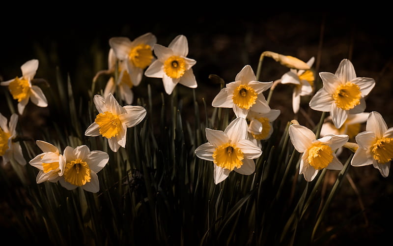 daffodils, evening, sunset, wildflowers, spring white flowers, spring, HD wallpaper