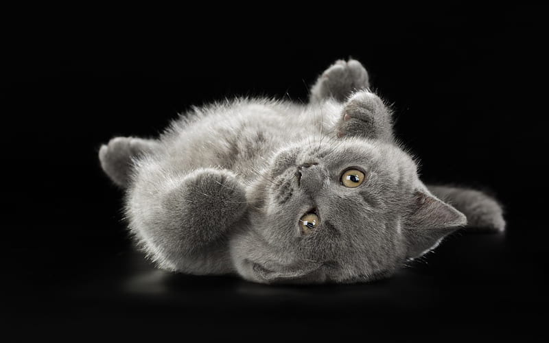 British shorthair kitten, little cute animals, gray kitten, cute little cats, HD wallpaper