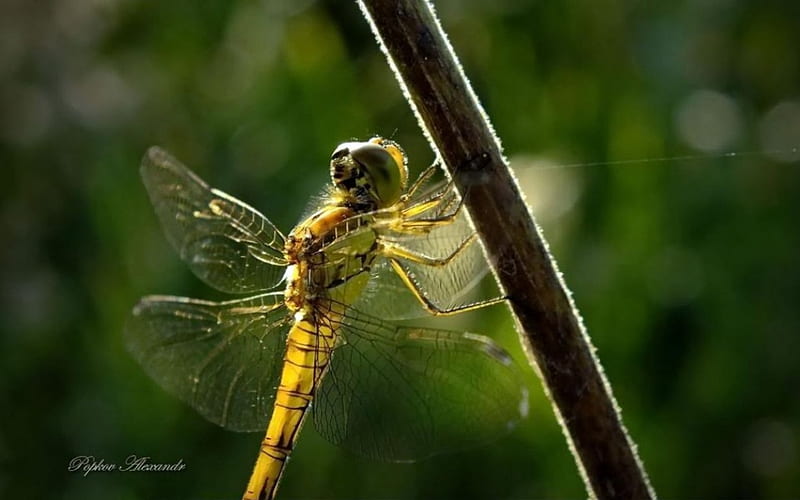 Honey dragonfly, grass, spring, abstract, graphy, macro, close-up, summer, dragonfly, nature, animals, insects, HD wallpaper