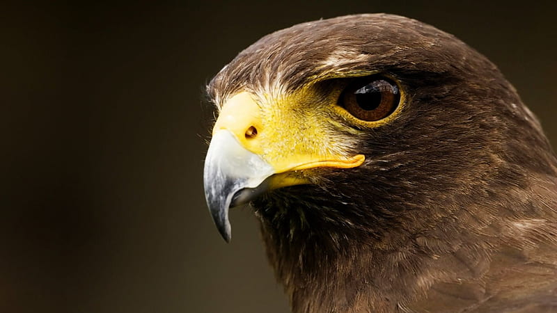 Australian Wedge Tailed Eagle, Wildlife, Austraila, Eagle, Birds, HD wallpaper