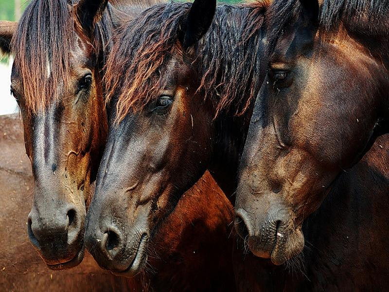 All for One and One for all, faces, brown, trio, black, three, manes, horses, friends, HD wallpaper