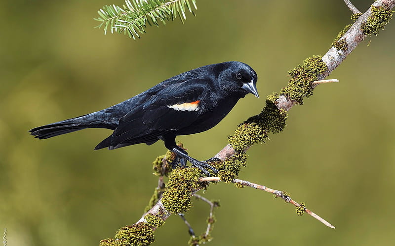 Red-winged Blackbird, red-winged, branch, blackbird, bird, moss, HD wallpaper