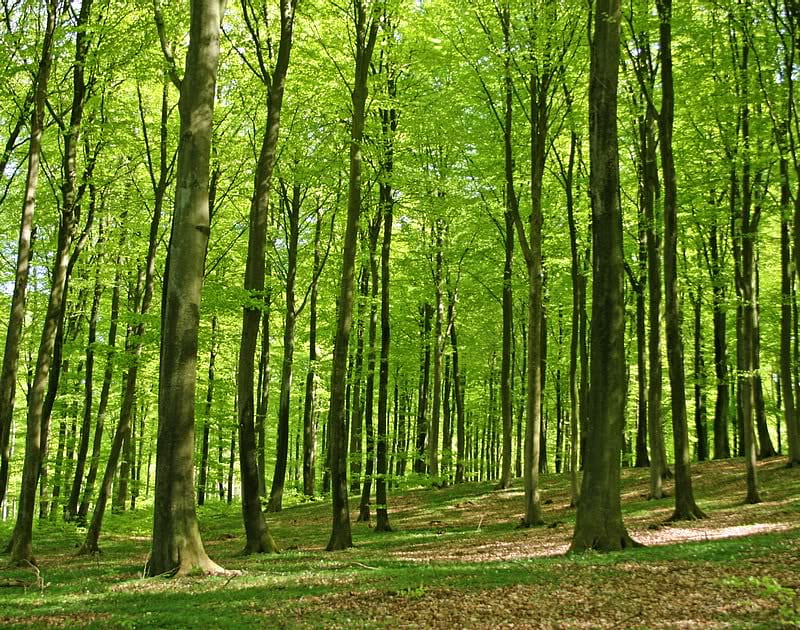 Forest of Beech Trees, leaves, trees, trunks, light, HD wallpaper