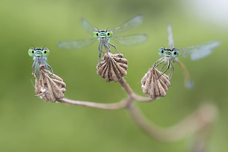 Dragonflies, libelula, cute, green, roberto aldrovandi, trio, insect, eyes, blue, HD wallpaper