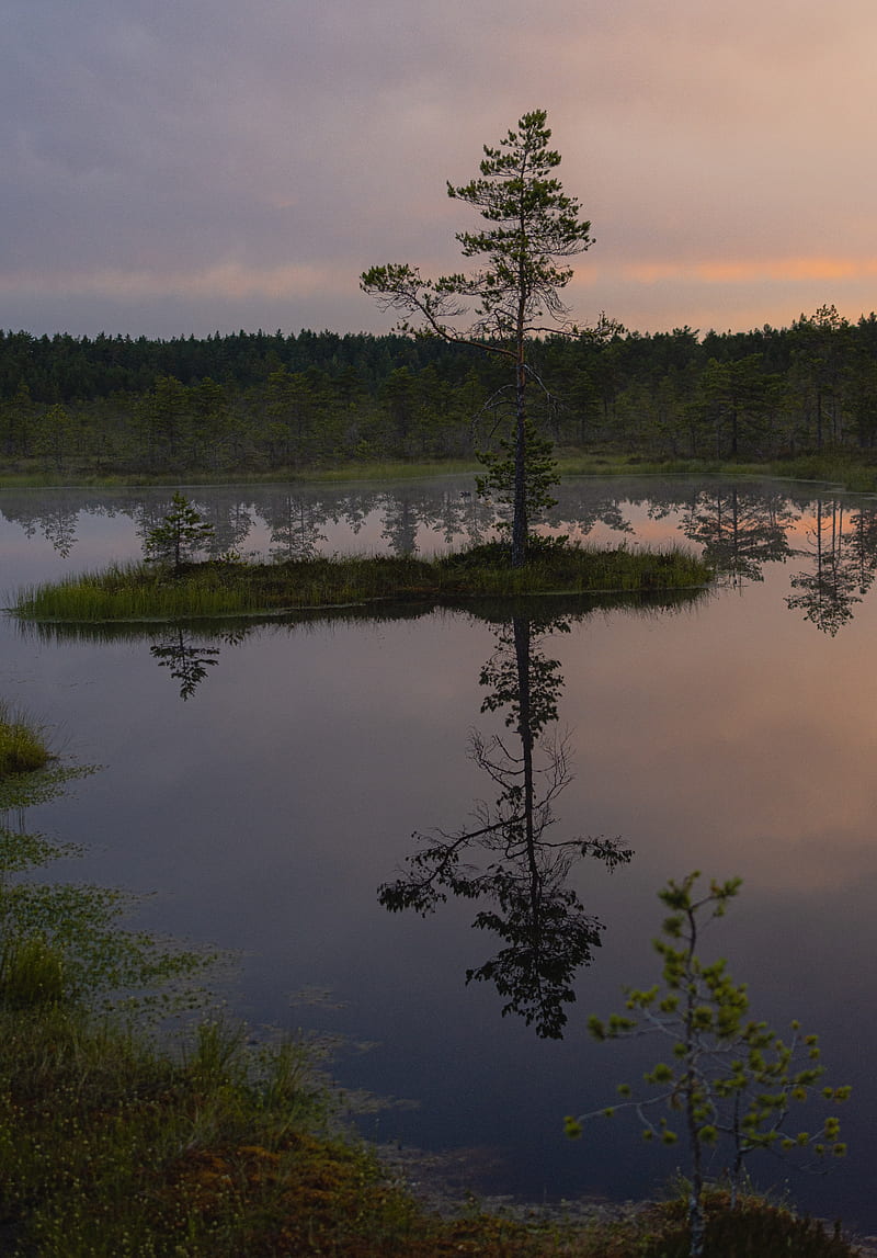 trees, lake, reflection, evening, HD phone wallpaper