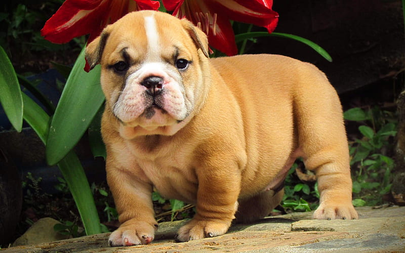 American Bulldog, close-up, dogs, funny dog, puppy, cute animals, pets, American Bulldog Dog, HD wallpaper