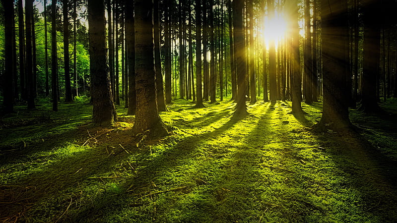 Earth, Sunbeam, Forest, Moss, Pine, Tree, HD wallpaper