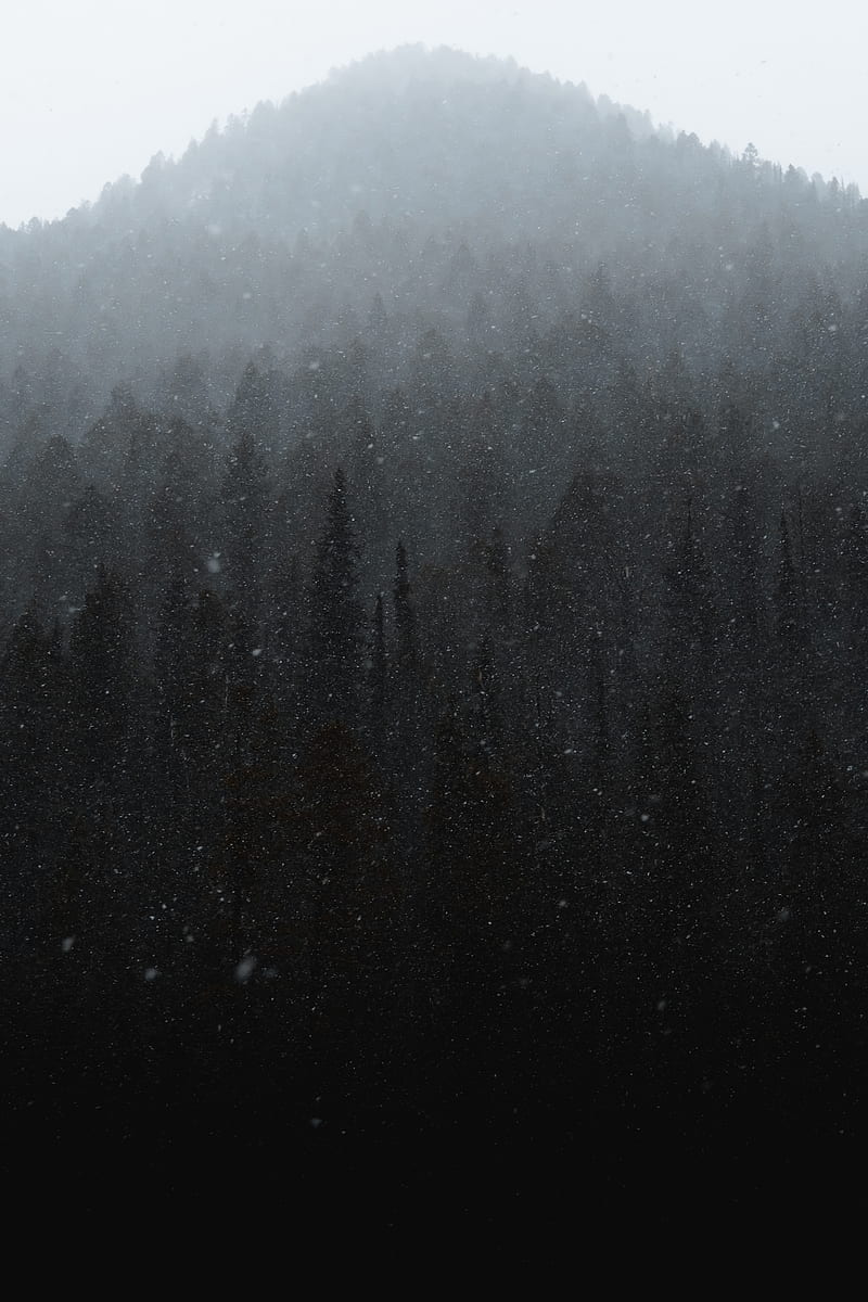 forest, mountain, snow, snowfall, winter, HD phone wallpaper