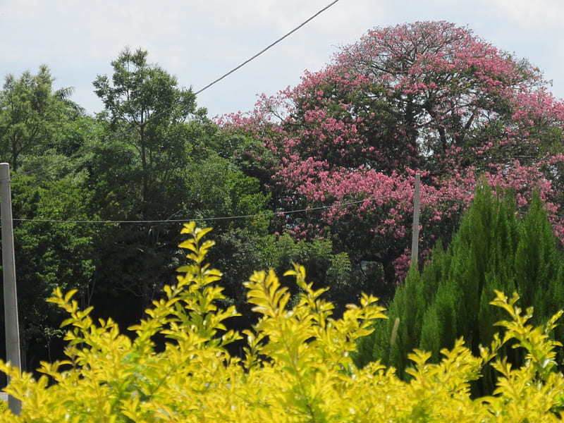 pink tree, Aguas de Lindoia, tree, pink flower, flower, pink, HD wallpaper