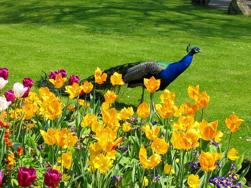 Peacock and flowers, pretty, colorful, grass, peacock, bonito, floral, animal, nice, green, flowers, tulips, lovely, greenery, spring, freshness, summer, garden, nature, meadow, HD wallpaper