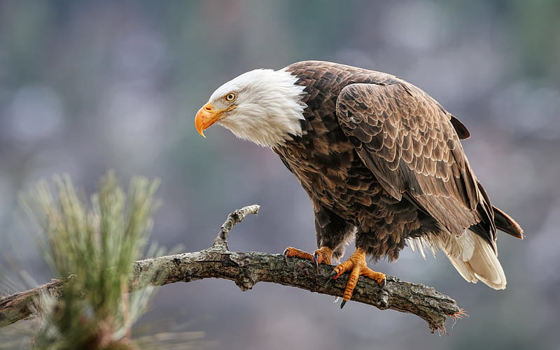 bald eagle, beautiful bird, eagle, bird of prey, mountain, USA, symbol of USA, HD wallpaper