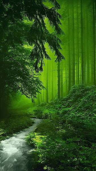 Green Forest, trees mystic, HD phone wallpaper | Peakpx