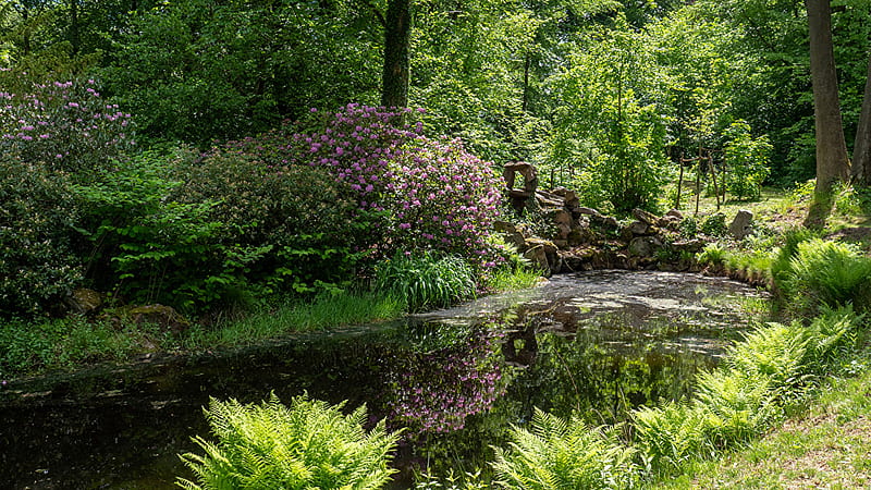 Herbs Shrubs Purple Flowers Green Plants Trees Sunrays Reflection Garden, HD wallpaper