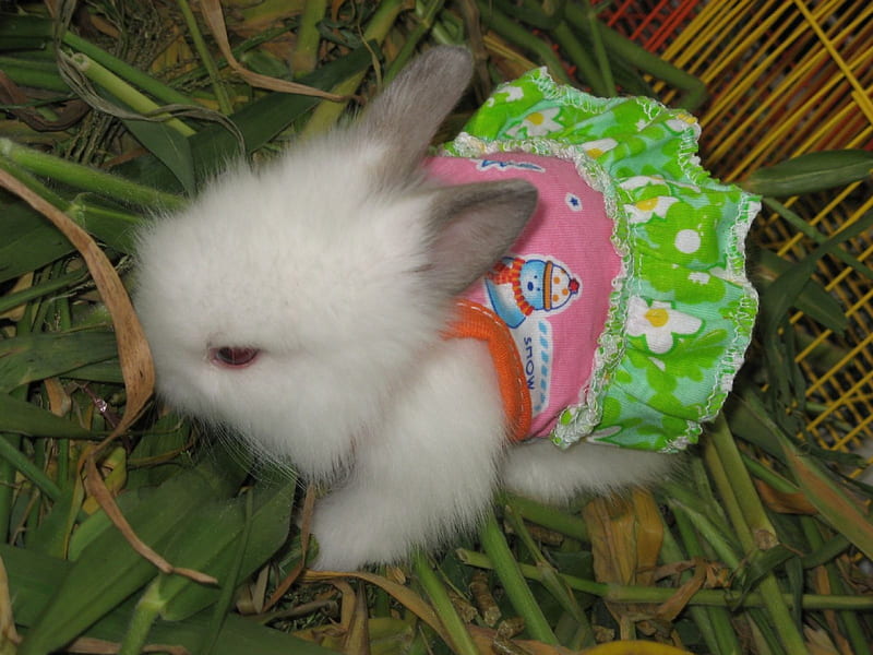Disney Store Miss. Bunny Baby Dress and Headband Set | shopDisney