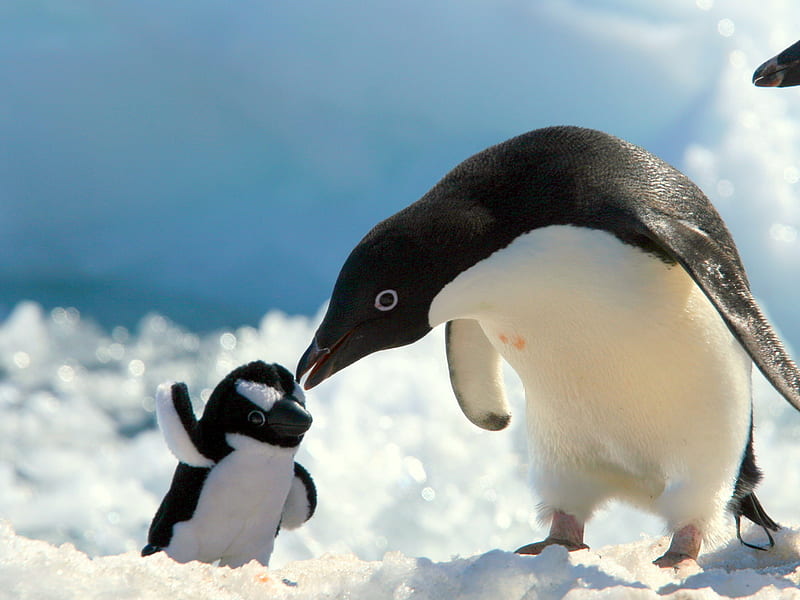 Sweet family love, snow, love, penguin, ice, mother, animal, HD wallpaper