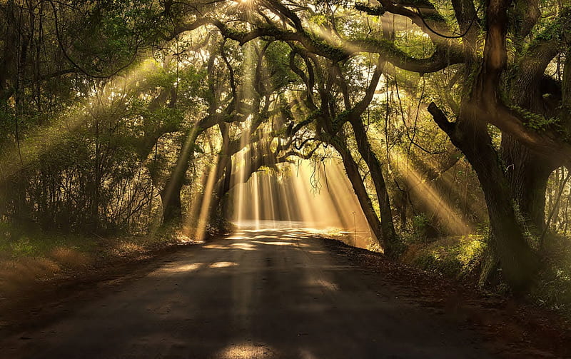 gorgeous sun beams through a canopy of trees, beams, sun, road, trees, HD wallpaper