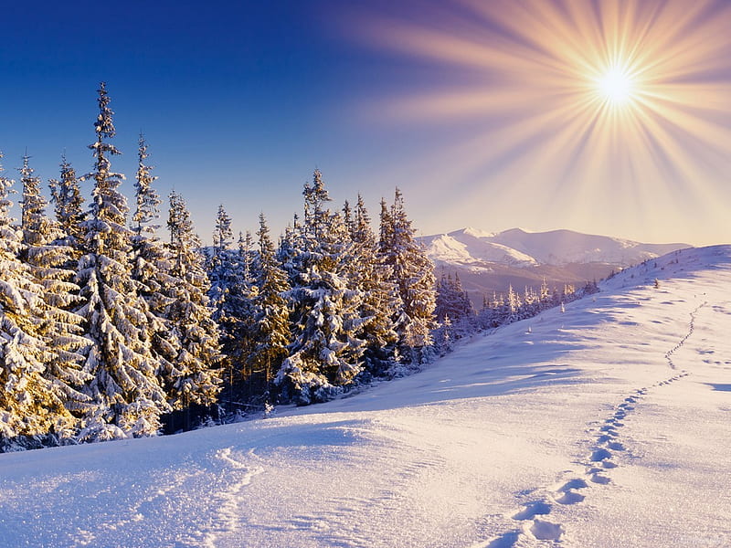 Winter sunset, tree, snow, nature, sunset, winter, HD wallpaper | Peakpx