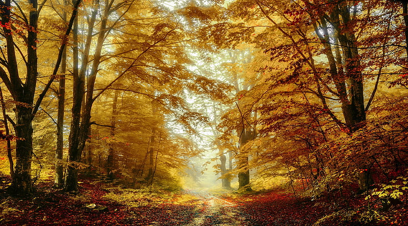 Forest Trees, Autumn Ultra, Seasons, Autumn, Nature, bonito, Trees, Forest, Amazing, Golden, Fall, HD wallpaper