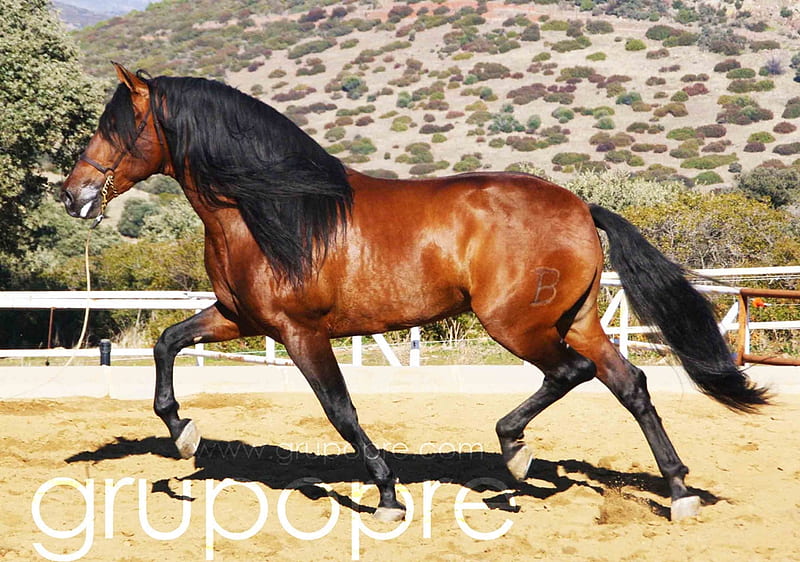 Pure Spanish Horse 1, brown, andalusian, bay, horses, spanish, HD wallpaper