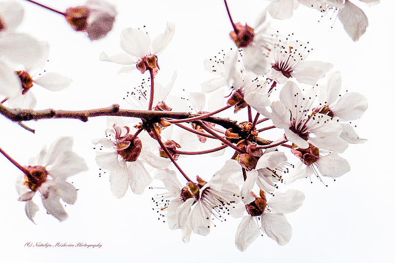 Cherry Blossoms, cherry, flowers, twig, pastel, nature, white, branch, light, HD wallpaper