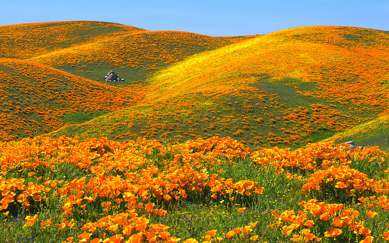 California Poppies, hills, scenic, california, orange, wildflowers, poppies, bonito, HD wallpaper