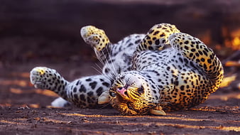 Cheetah In Playful Mood, animals, cheetah, predator, HD wallpaper