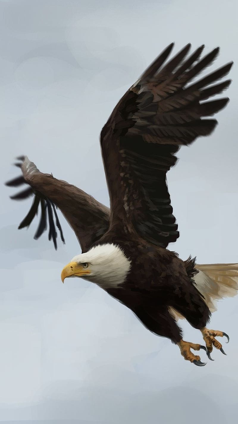 Birds Flying, Eagle At The Highest, eagle, highest, sharp eye, HD phone wallpaper