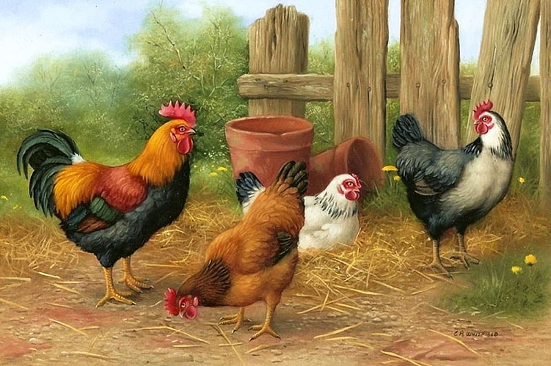 Poultry, fence, rooster, hens, painting, artwork, HD wallpaper