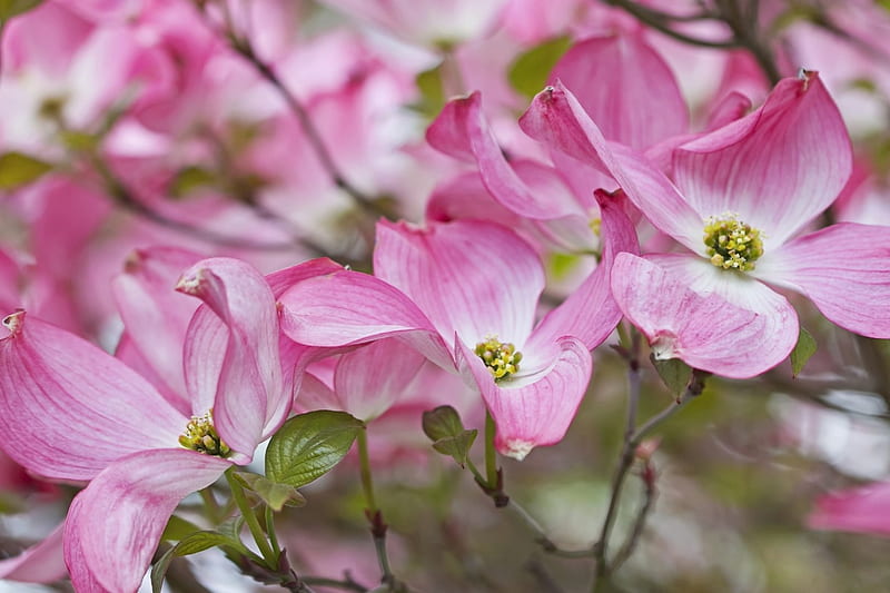 Magnolias, magnolia, flower, spring, skin, pink, HD wallpaper | Peakpx