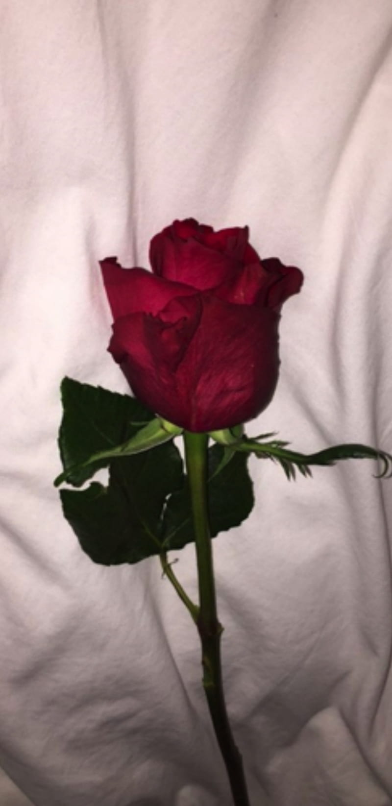Rose Aesthetic, flower, flowers, love, red, roses, sheet, vintage aesthetic, white, HD phone wallpaper