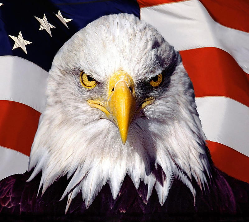 The Eagle, america, bird, flag, united states, usa, military, HD wallpaper