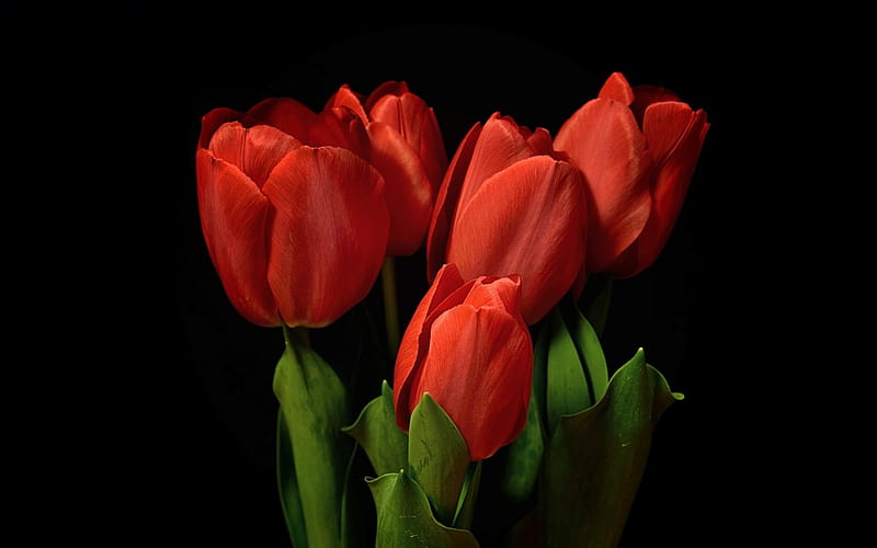 Tulips, red, green, flower, black, spring, tulip, HD wallpaper