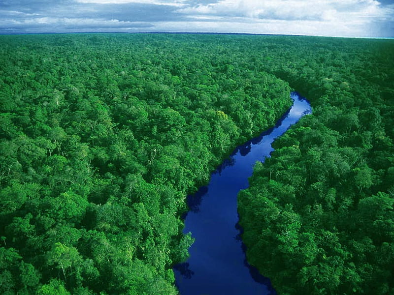 Amazing Forest River, forest, amazon, river, green trees, blue, HD wallpaper