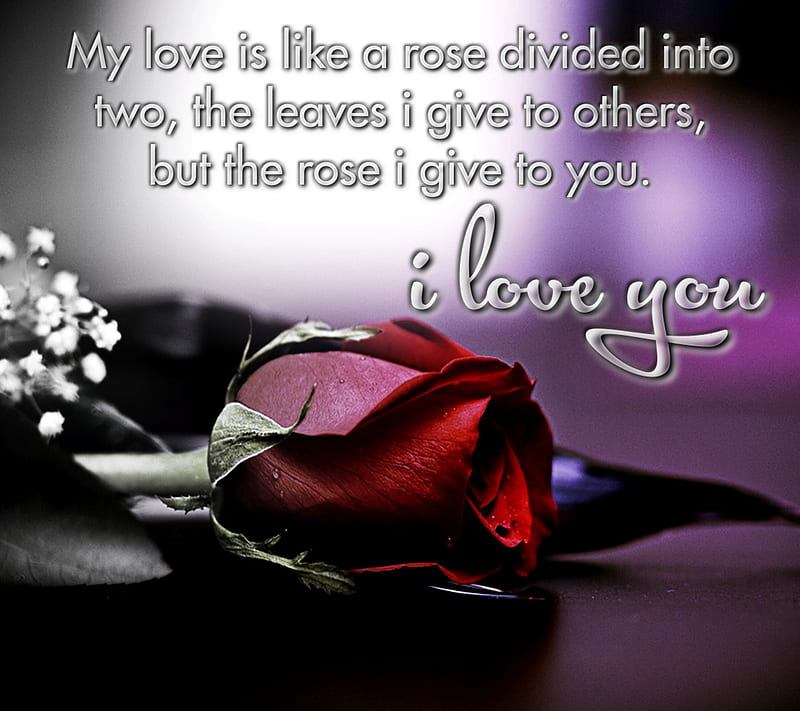 Rose For You, love, sayings, HD wallpaper | Peakpx