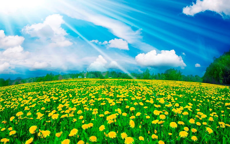 Paradise, flower, nature, sky, field, HD wallpaper