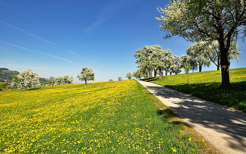Spring Road, meadow, dandelions, spring, flowering, road, trees, HD wallpaper