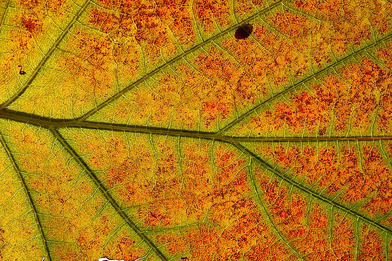 Brown and yellow leaf with water droplets, HD wallpaper | Peakpx