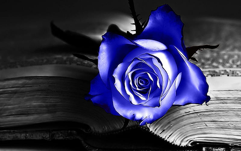 720P free download | Blue Rose For Blueroses, book, flower, summer ...