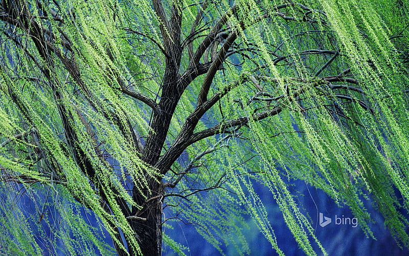 A weeping willow tree-October 2015 Bing, HD wallpaper