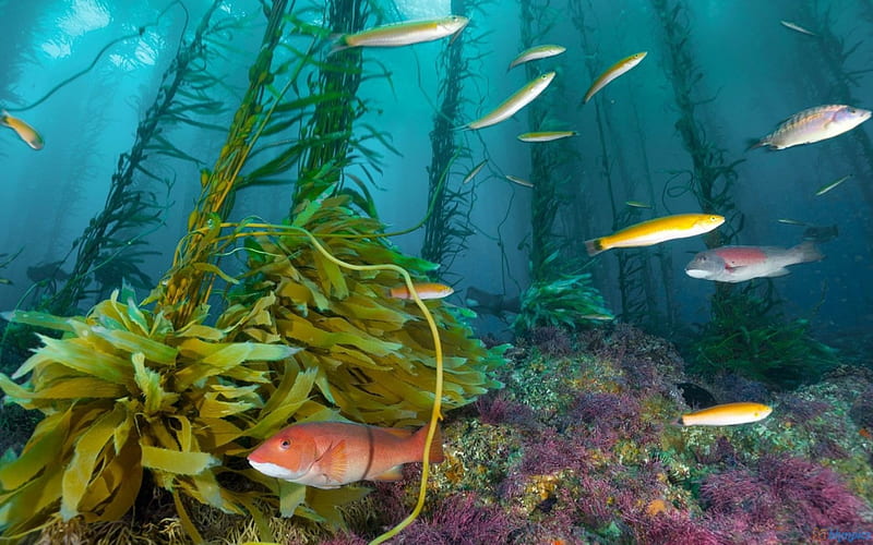 Sea Deep Water in Fish, water, sealife, undergrowth, fish, HD wallpaper