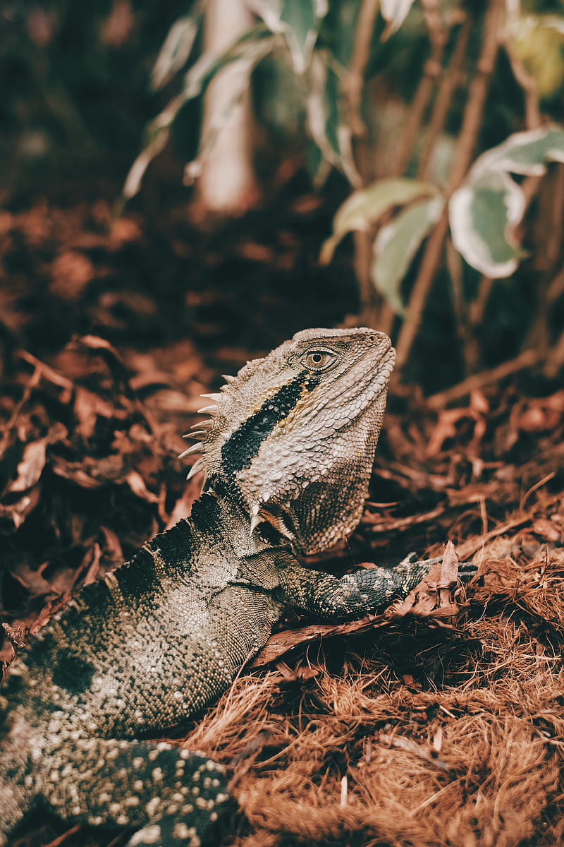 iguana, reptile, mimicry, HD phone wallpaper