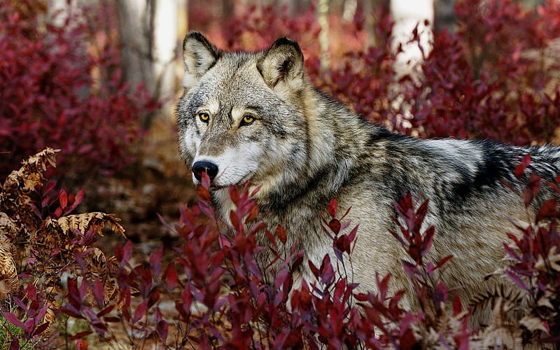Gray wolf-Animal World Series, HD wallpaper