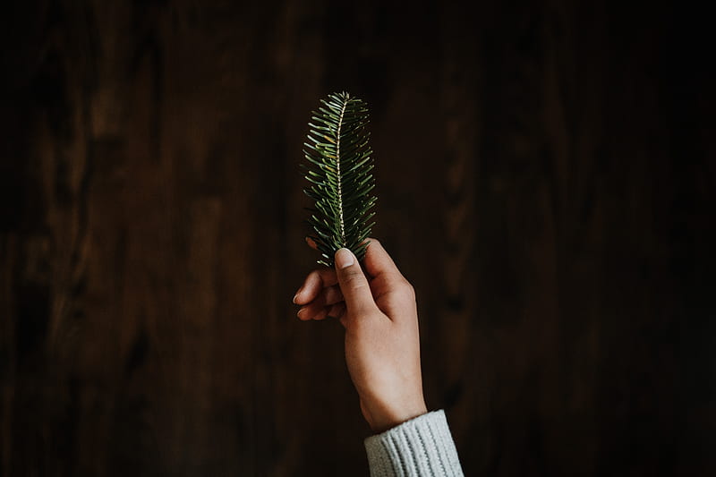 hand, branch, spruce, needles, green, HD wallpaper