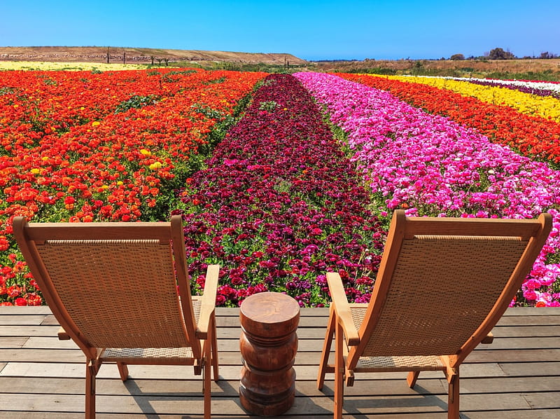Paradise, summer, chairs, flowers, bonito, deck, sky, buttercups, HD wallpaper