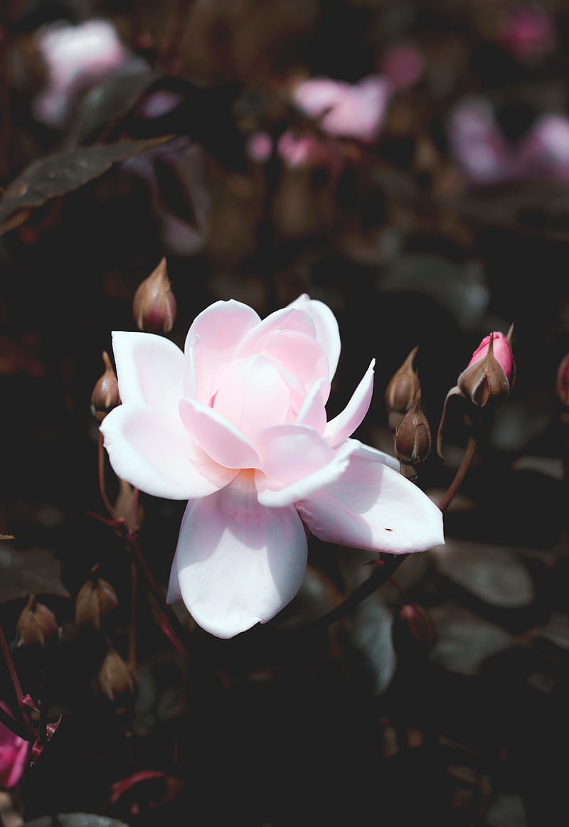rose, bud, pink, petals, bush, bloom, HD phone wallpaper