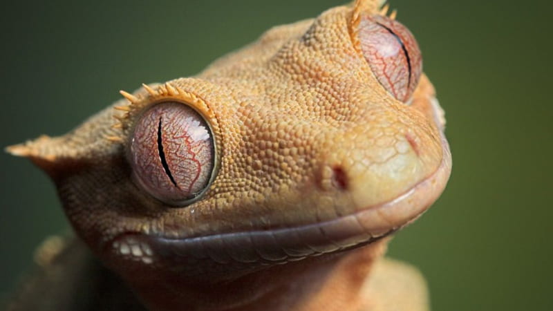 Crested Gecko, macro, dinasaurs, hoot, animals, other, HD wallpaper
